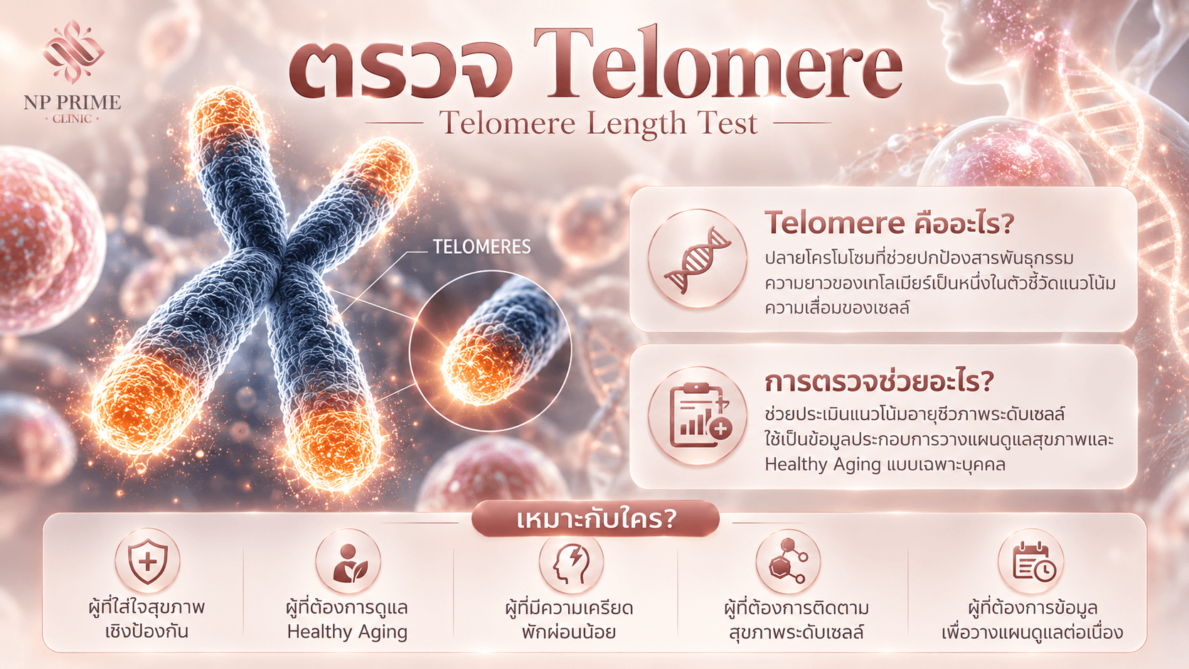 ตรวจ Telomere — Telomere Length Test